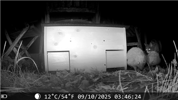 Aufnahmen einer Wildtierkamera aus Nordenham: Eine Katze schleicht zwei Igeln hinterher.