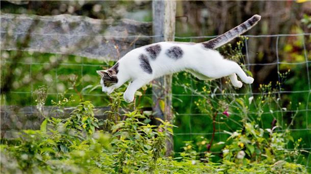 Niedersachsen plant Kastrationspflicht für Katzen Eine Katze springt in einem Garten ins Gebüsch.