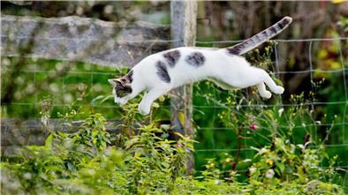 Niedersachsen plant Kastrationspflicht für Katzen Eine Katze springt in einem Garten ins Gebüsch.