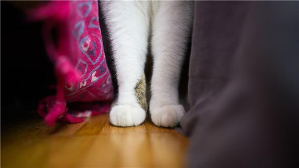 Eine Katze steht mit ihren zwei Vorderpfoten in einer Wohnung.