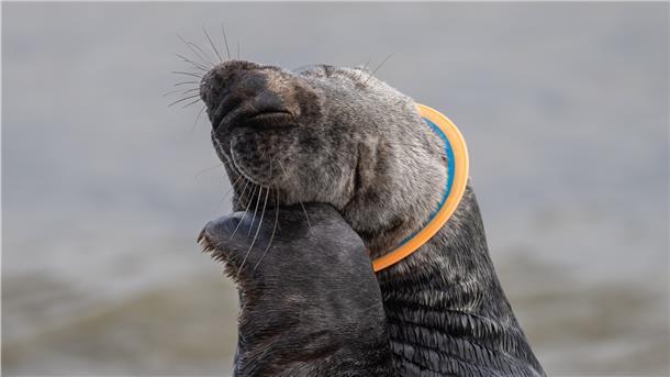 Eine Kegelrobbe mit einem Plastik-Frisbee um den Hals. In großen Plastikteilen können sich Meerestiere verheddern und im schlimmsten Fall sterben.
