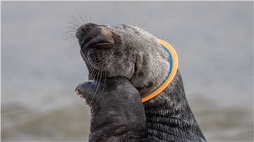 Eine Kegelrobbe mit einem Plastik-Frisbee um den Hals. In großen Plastikteilen können sich Meerestiere verheddern und im schlimmsten Fall sterben.