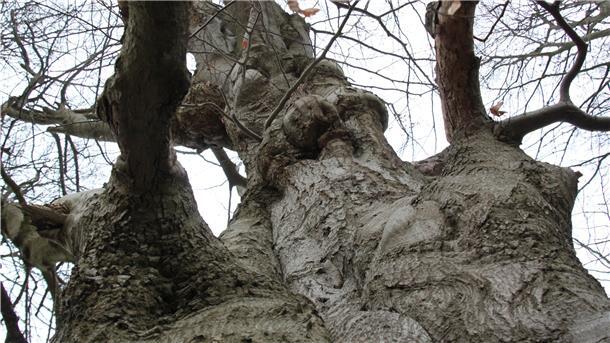 Eine knorrige Buche im Dicken Holz in Tarmstedt. Fast wirkt es so, als blicke ein Riese auf die Spaziergänger herab.