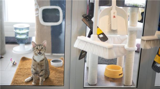 Eine Katze ist hinter einer Glasscheibe in Quarantäne.