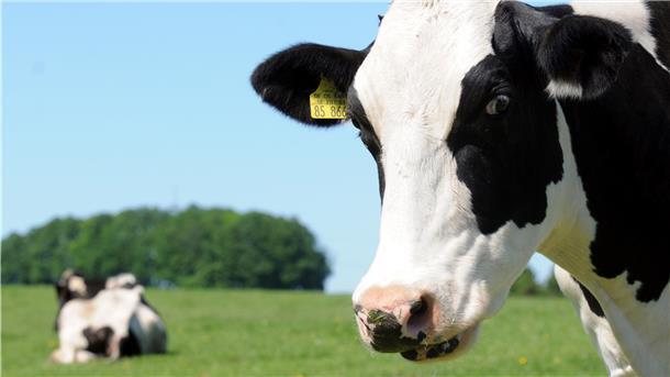 Eine Kuh steht auf einer Weide - im Hintergrund ist viel Freifläche zu sehen. Doch die Flächen für die Landwirtschaft werden knapper.