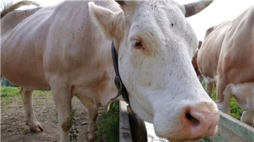 Eine Kuh trinkt aus einem Wassertrog. In der Schweiz ist erstmals seit Jahren ein Fall der Tierseuche Rinderwahnsinn (BSE) bei einer Kuh entdeckt worden. (Symbolbild)