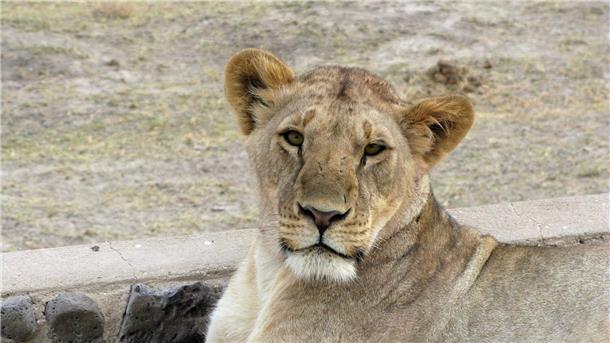 Experte: Überraschung bei Begegnung mit Raubtier vermeiden Eine Löwin im Amboseli-Nationalpark in Kenia.