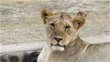Eine Löwin im Amboseli-Nationalpark in Kenia.