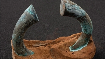Eine Manille, die an einen Teil eines Topfes eines flämischen Händlers betoniert ist, der von der Sociedad de Ciencias Aranzadi vor Getaria, Baskenland, Nordspanien, ausgegraben wurde.