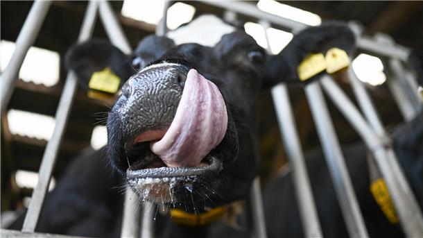 In der Region bleibt die Blauzungenkrankheit ein ernstes Problem für Halter von Rindern, Schafen und Ziegen. 
