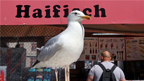 An der Küste gilt vielerorts ein Fütterungsverbot für Möwen Eine Möwe lauert vor einem Verkaufskutter in Warnemünde auf die nächste Beute.