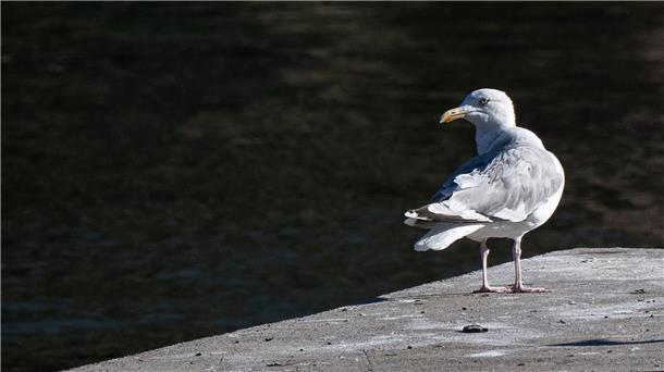 Möwen in Berlin - Wie der Küstenvogel in die Hauptstadt kam Eine Möwe sitzt auf einem Steg an der Spree in Berlin.