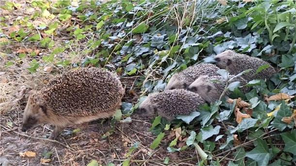 Eine niedliche Igelfamilie spaziert durch den Garten. Mähroboter stellen für die stacheligen Tierchen eine große Gefahr dar.