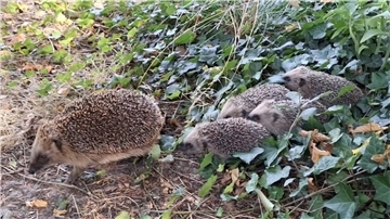 Eine niedliche Igelfamilie spaziert durch den Garten. Mähroboter stellen für die stacheligen Tierchen eine große Gefahr dar.