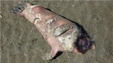 Eine Robbe ohne Kopf ist am Strand von Cuxhaven aufgetaucht. Es ist nicht die einzige. Sterben die Robben eines natürlichen Todes?