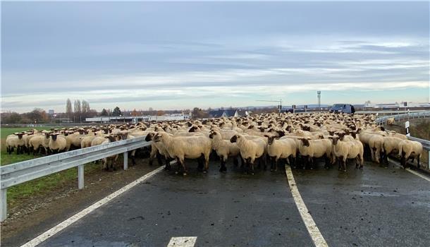 Eine Schafherde blockierte am Sonntag in Braunschweig eine Auffahrt zur Autobahn 39.