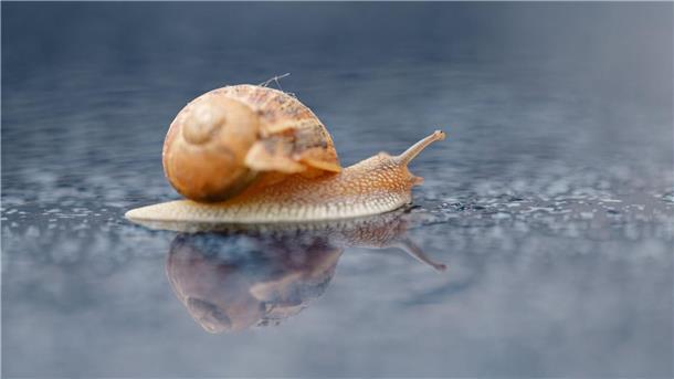 Feucht ist gut Eine Schnecke kommt auf feuchtem Untergrund leichter voran als auf trockenem.