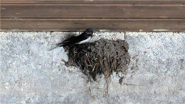 Eine Schwalbe bei der Nestvorbereitung.