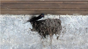 Eine Schwalbe bei der Nestvorbereitung.