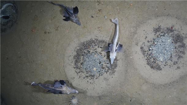Eine Sensation am Meeresgrund: Die brütenden Eisfische in einer riesigen Brutkol...