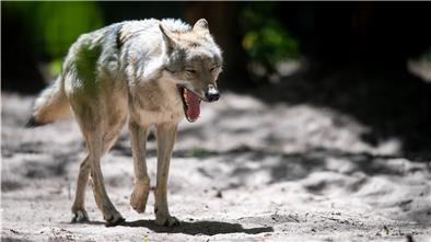 Eine Studie zeigt, dass der Europäische Grauwolf in Niedersachsen differenziert und kontrovers wahrgenommen wird.