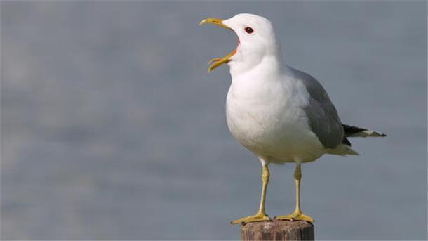 Eine Sturmmöwe sitzt auf einem Pfahl.