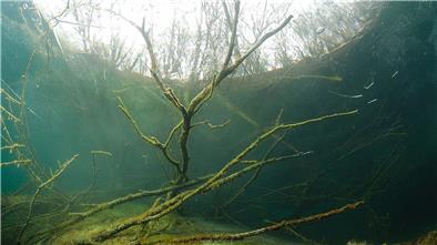 Eine vermeintlich vermisste Taucherin am Kreidesee sorgte für einen groß angelegten Rettungseinsatz.