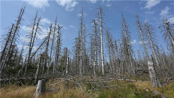 Fotos zeigen, wie der Klimawandel Deutschland verändert Eine Wanderung durch den Harz bedeutet heute immer auch: Man bekommt sehr viele tote Bäume zu Gesicht, wie auch auf der Aufnahme aus diesem Jahr zu sehen ist.