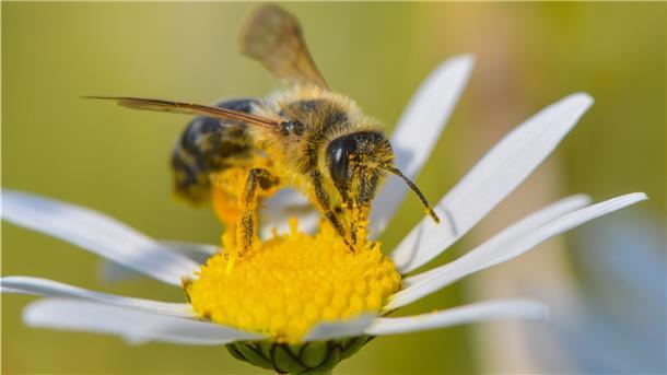 Eine Wildbiene sammelt Nektar auf einer Margerite.