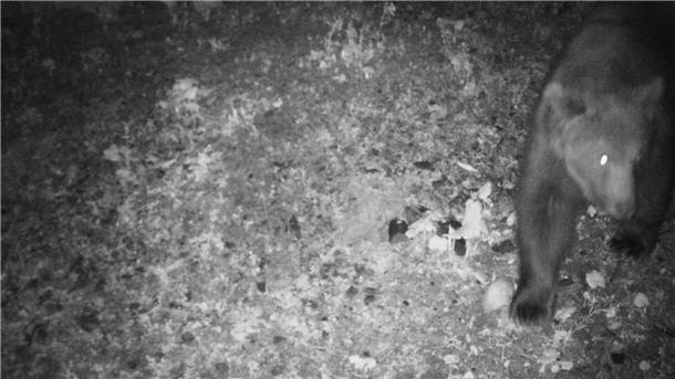 Eine Wildkamera fängt ein, wie ein Braunbär nachts durch das deutsch-österreichische Grenzgebiet tapst.