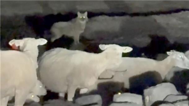 Eine Wildtierkamera hat den Goldschakal auf Sylt aufgenommen. (Archivbild)