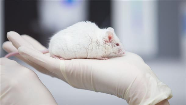 Eine wissenschaftliche Mitarbeiterin einer tierexperimentellen Forschungseinrichtung hat eine Maus in der Hand.