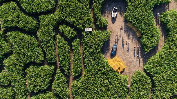 Einen Ausflug wert: Das Hanf-Mais-Labyrinth am Kliemannsland in Rüspel bei Zeven aus der Drohnen-Perspektive.