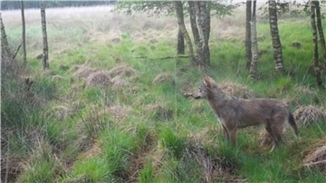 Ein Wolf wird in Heerstedt von einer Fotofalle aufgenommen. Mit einem eigenen Wolfsmonitoring hat die Jagdgenossenschaft Dutzende Sichtungen im Laufe des Jahres 2022 dokumentiert. 