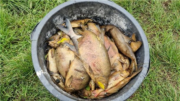 Nach Fischsterben in Bremerhaven: Bessere Zusammenarbeit beim Gewässerschutz tote Fische aus der Geeste