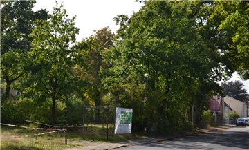 Einige der dünneren Eichen auf dem Grundstück an der Molkereistraße muss dem Bau der beiden geplanten Kindertagesstätten weichen. Die beiden großen Bäume an der Straßenfront bleiben stehen.  