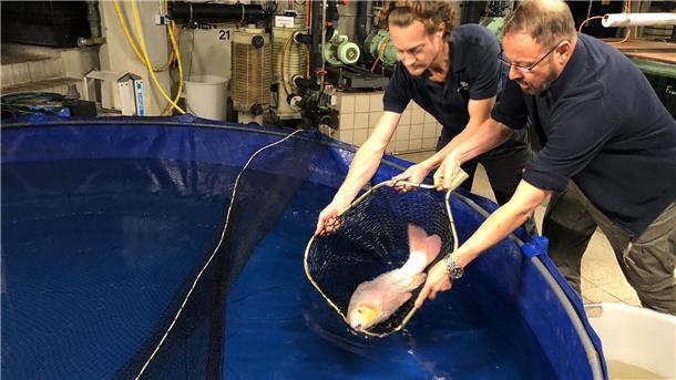 Aufräumen nach Platzen des Aquariums - Ursachensuche läuft Einige Fische konnten gerettet werden.
