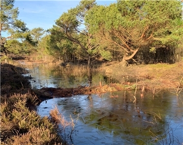 Aufgestauter Torfstich im Löhmoor