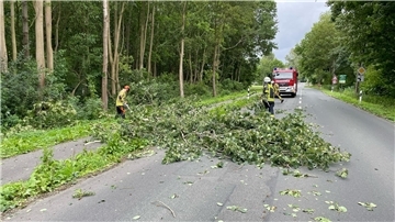 Baum auf Straße