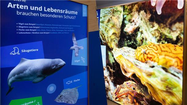 Ausstellung "Meer.Natur.Schutz" im Nationalpark-Haus Wurster Nordseeküste