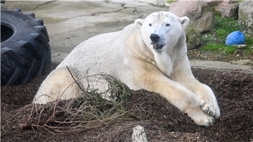 Eisbär Lloyd im Gehege im Zoo am Meer.