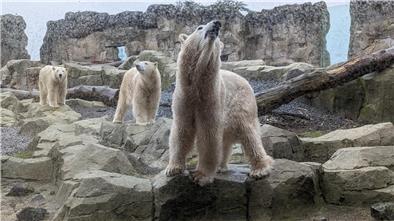 Eisbär-Mama Valeska und ihre Töchter Anna und Elsa gehören zu den Stars des Bremerhavener Zoos. Die drei verstehen sich nach wie vor bestens.
