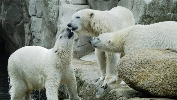 Drei Eisbären in ihrem Gehege.