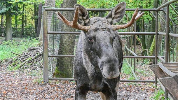 Bilder des Tages Elch Erwin steht nach seinem tagelangen Ausflug in den Schwarzwald im Wildpark Pforzheim