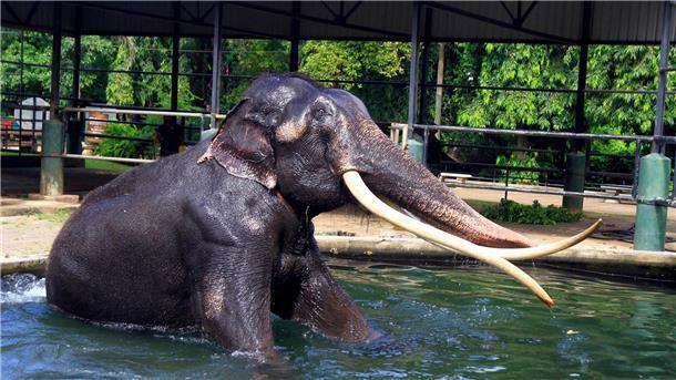 Thailand holt misshandelten Elefanten heim Elefant Sak Surin nimmt ein Bad im Dehiwala Zoo in Sri Lanka.