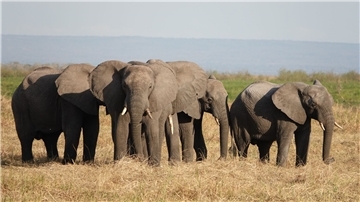 Elefanten stehen im Ruaha-Nationalpark in Tansania. Der Handel mit gefährdeten Wildarten bedroht oft ihr Überleben.