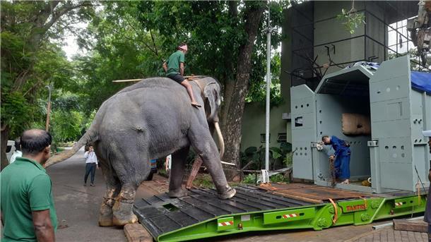 Thailand: Misshandelter Elefant zurück in der Heimat Elefantentreiber üben mit dem Elefant vor dem Transport das In-die-Box-steigen im Dehiwala Zoo in Colombo.