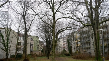 Elf alte Bäume sind durch den Bau einer Turnhalle mit Mensa an der Bogenstraße bedroht. 