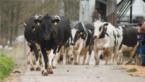 Ende der Winterzeit: Am 13. April dürfen die Kühe des Biohofs wieder auf die saftige Weide.