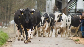 Ende der Winterzeit: Am 13. April dürfen die Kühe des Biohofs wieder auf die saftige Weide.